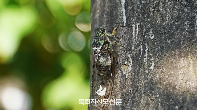cicada-3573474_640.jpg